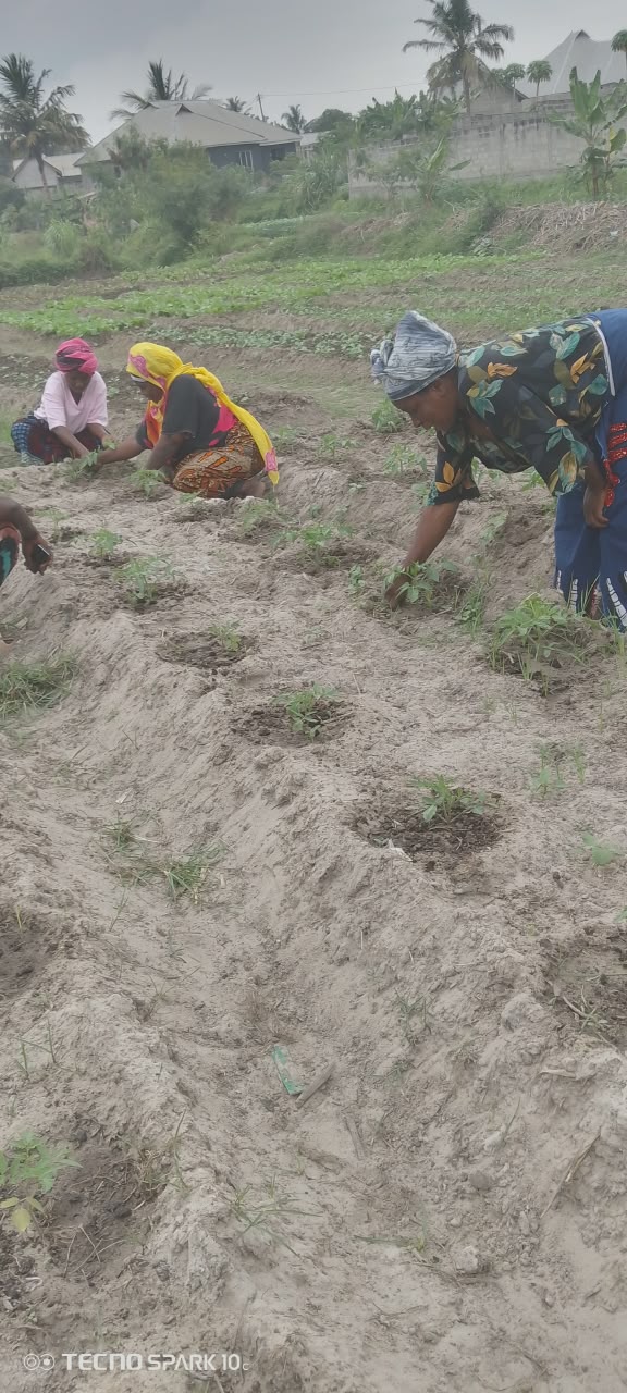 Community Garden at Majohe 3